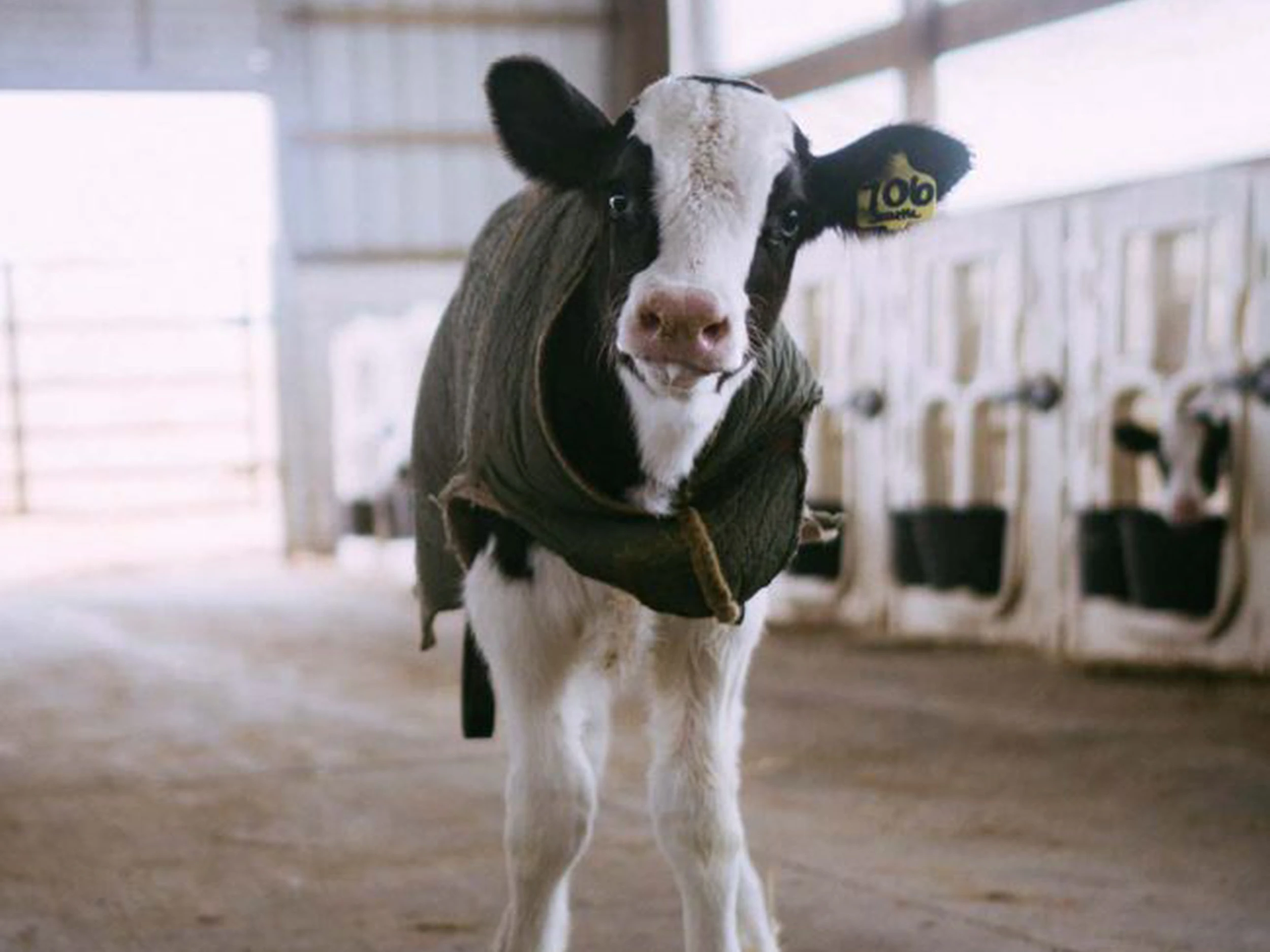 Therm-O-Comfort Cellulose Fibre Insulation