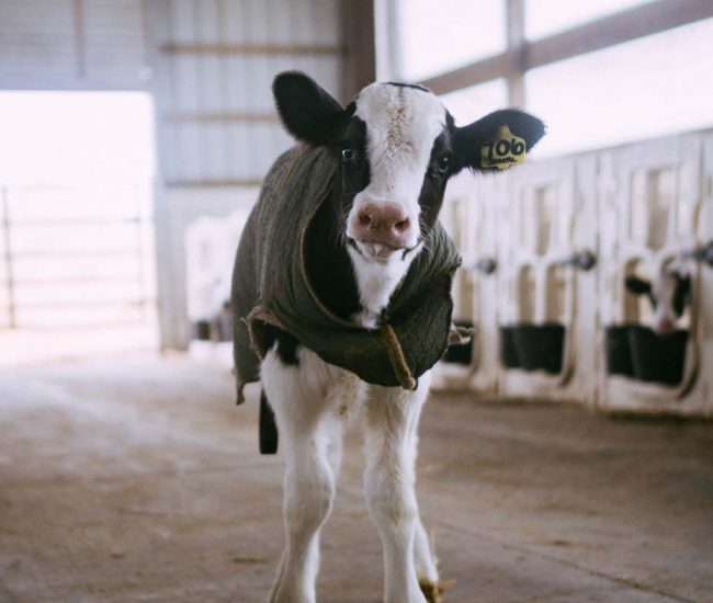 Agricultural cow